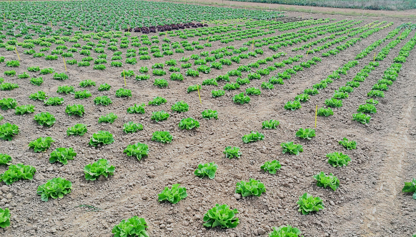 CATE field trials lettuce mildew